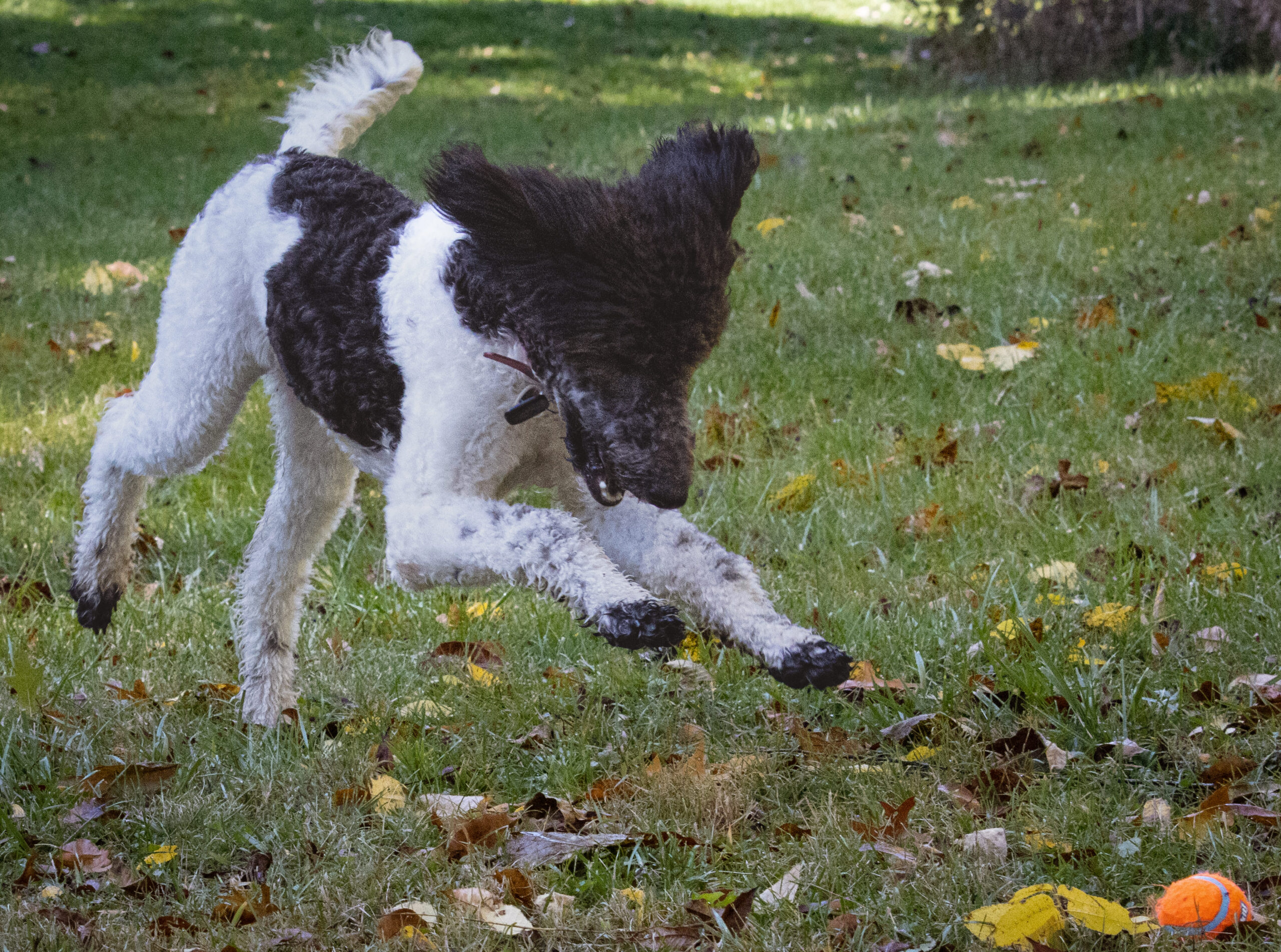 A Poodle, A Park, and Precious Moments with Photographers Near Me ??